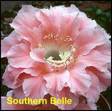 Southern Belle.4.1.jpg 